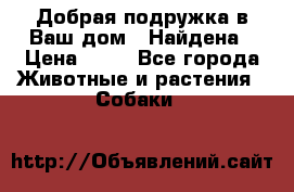 Добрая подружка,в Ваш дом!!!Найдена › Цена ­ 10 - Все города Животные и растения » Собаки   